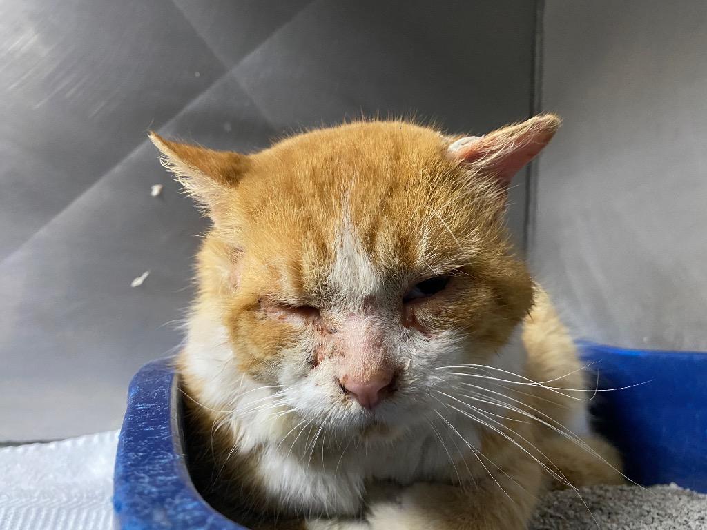 Enlarge Tommyboy, a Adoptable mixed breed in Wabash, IN image 2/3