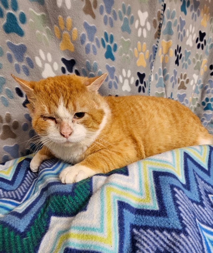 Enlarge Tommyboy, a Adoptable mixed breed in Wabash, IN image 3/3