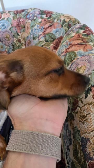 Brussels Sprouts, Adoptable, Puppy Female Chihuahua & Miniature Pinscher.