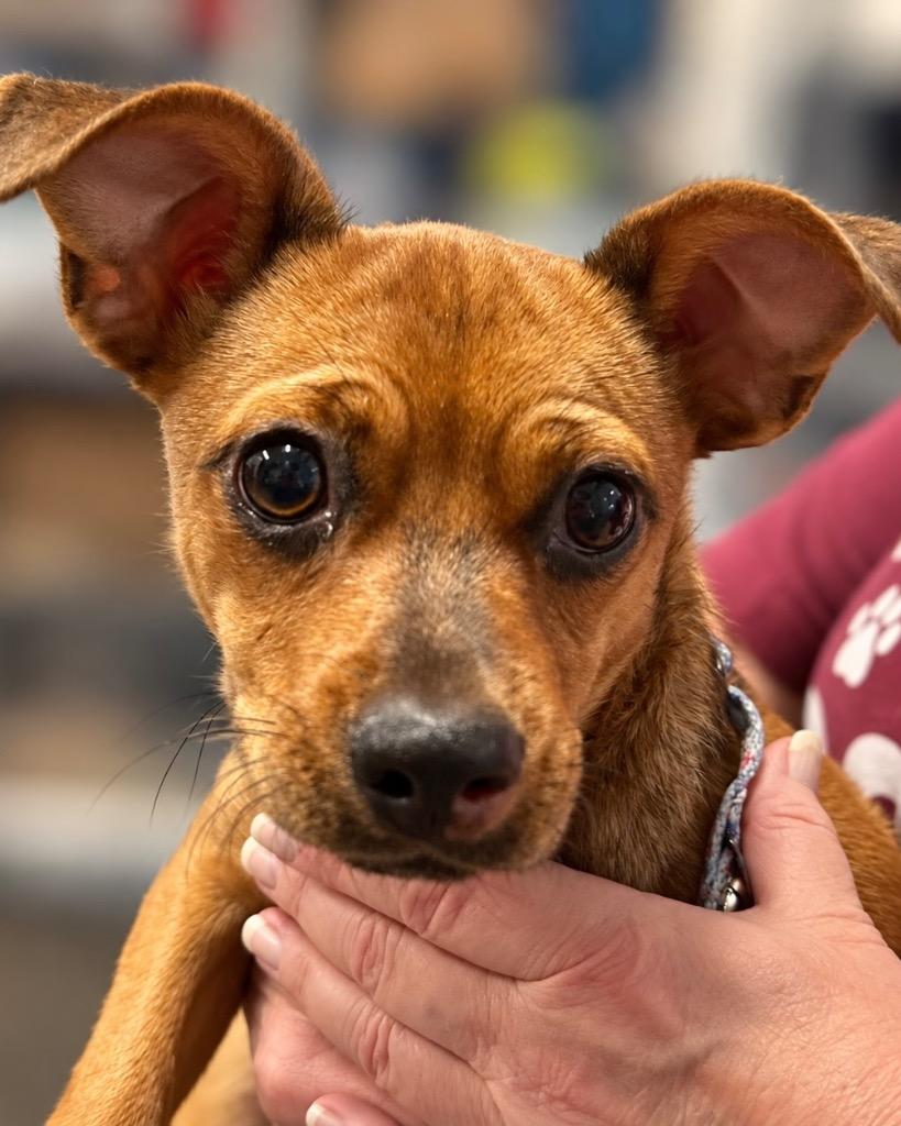 Enlarge Brussels Sprouts, a Adoptable mixed breed in Reno, NV image 2/2