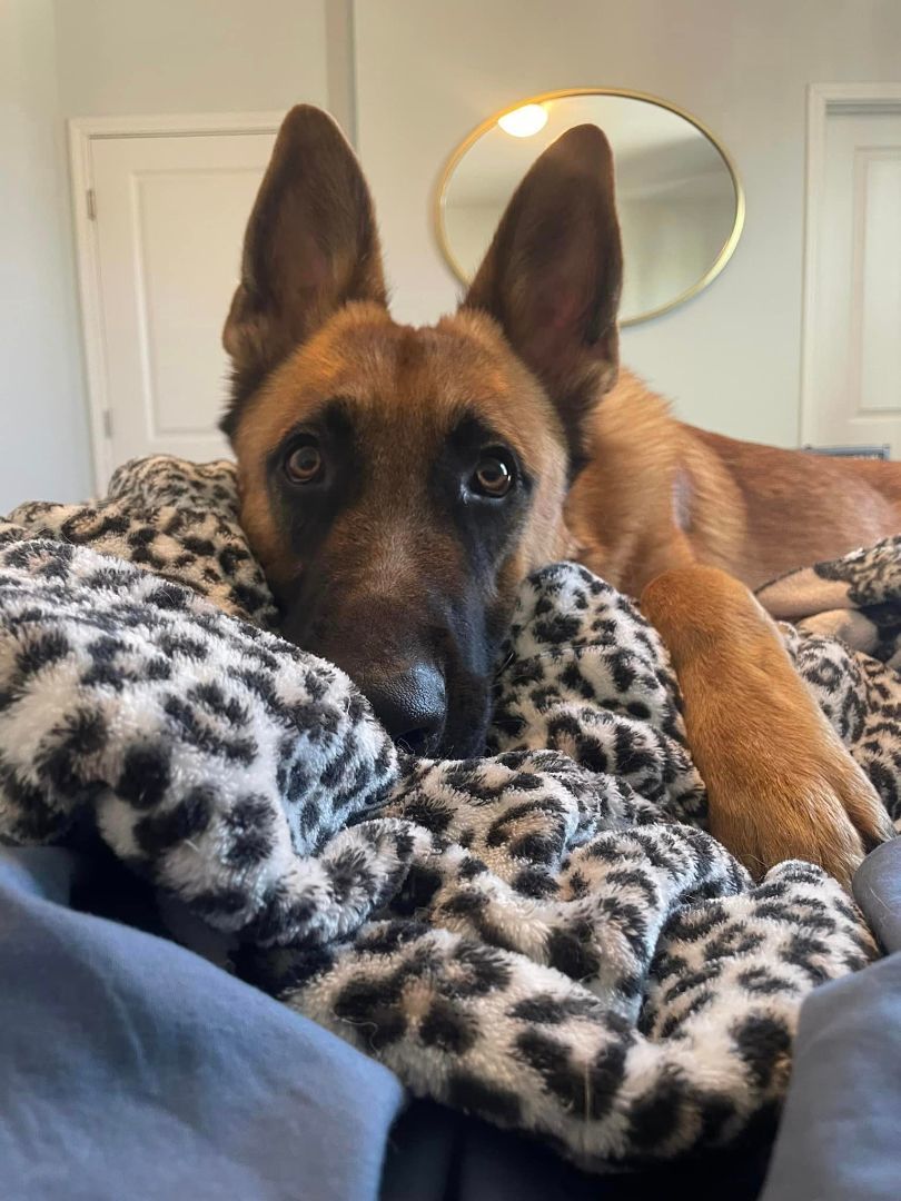 Kevin, Adopted, Adult Male German Shepherd Dog.