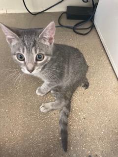 Enlarge Regina: Courtesy Post, a Adoptable mixed breed in New York, NY image 2/6