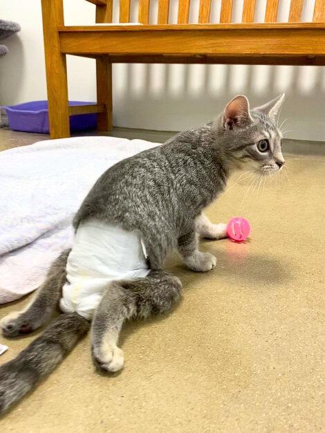 Enlarge Regina: Courtesy Post, a Adoptable mixed breed in New York, NY image 3/6