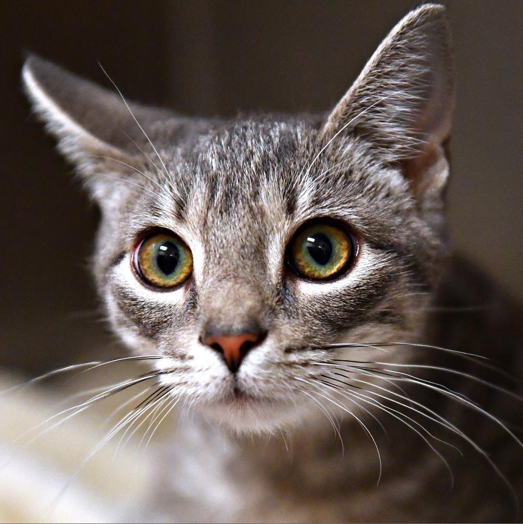 Enlarge Regina: Courtesy Post, a Adoptable mixed breed in New York, NY image 4/6