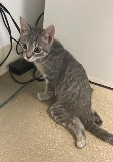 Enlarge Regina: Courtesy Post, a Adoptable mixed breed in New York, NY image 5/6