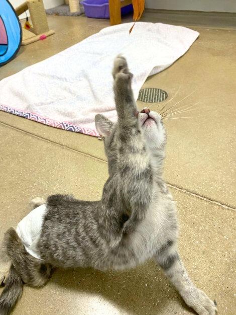 Enlarge Regina: Courtesy Post, a Adoptable mixed breed in New York, NY image 6/6