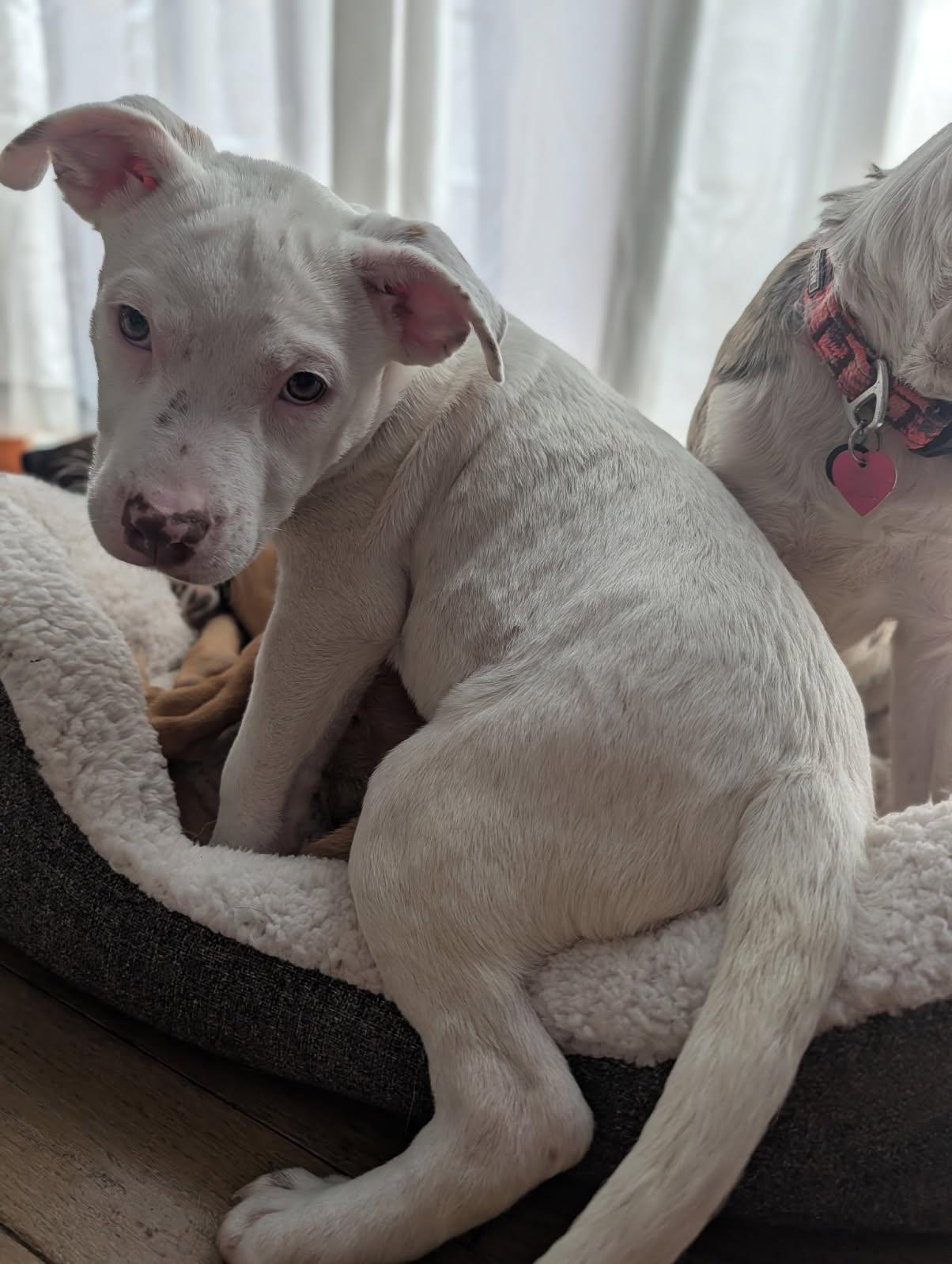 Joey, adopted, Puppy Male Terrier.