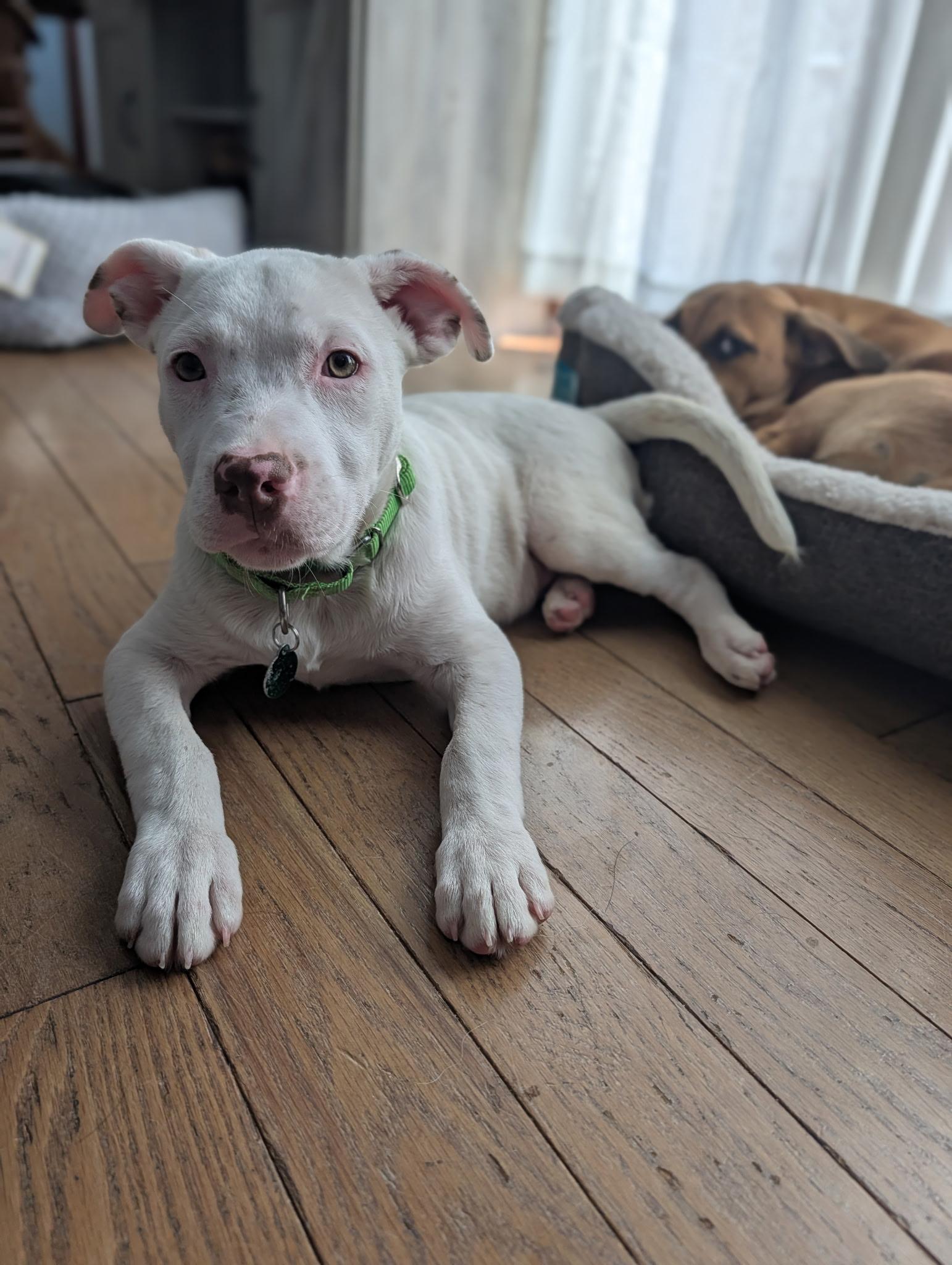 Joey, an adopted mixed breed in Byron, IL image 3/6