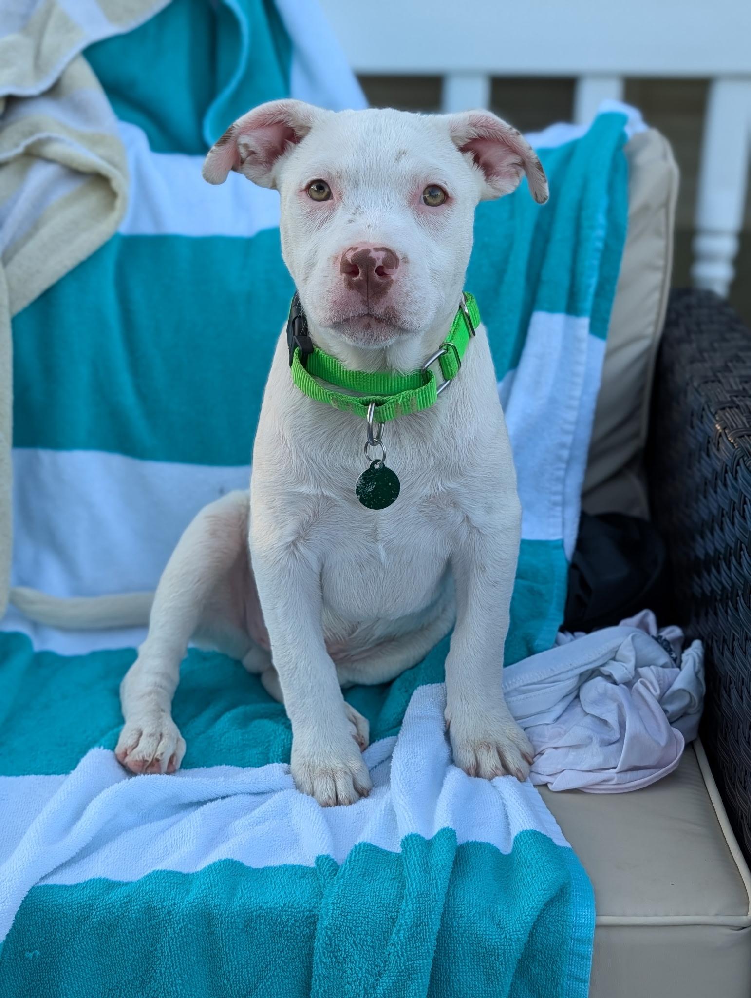 Joey, an adopted mixed breed in Byron, IL image 4/6
