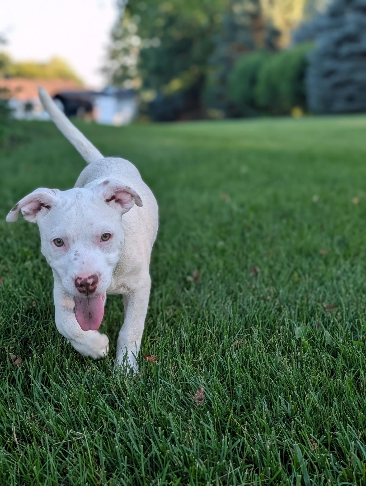 Joey, an adopted mixed breed in Byron, IL image 2/6