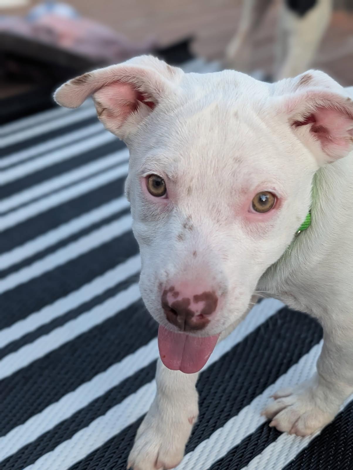 Joey, an adopted mixed breed in Byron, IL image 5/6