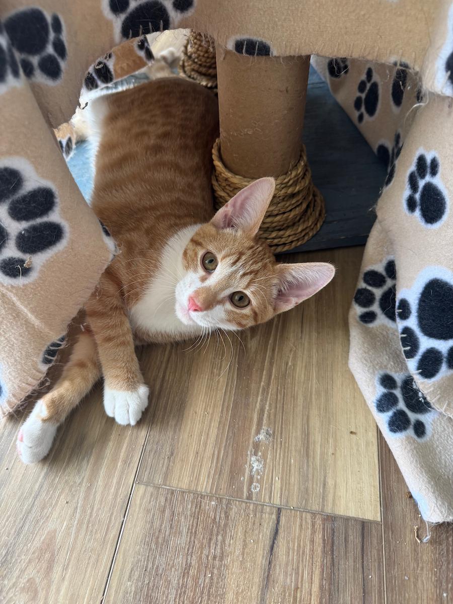 Enlarge Thor, a Adoptable Tabby in Temecula, CA image 1/2