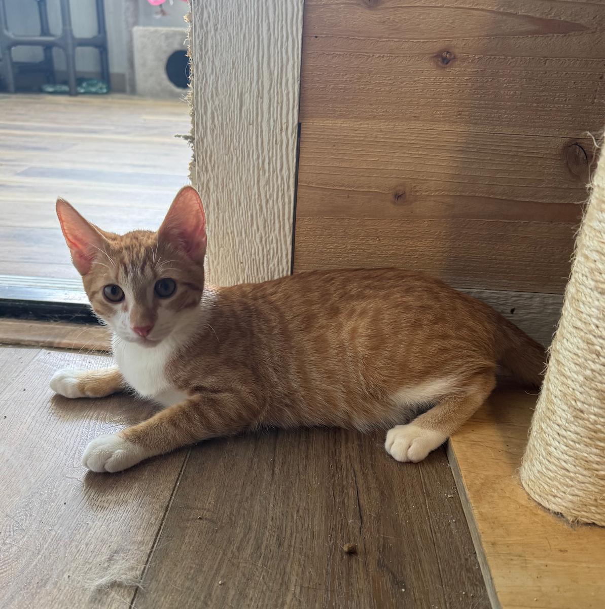 Enlarge Thor, a Adoptable Tabby in Temecula, CA image 2/2