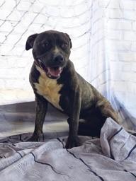 Enlarge KENT - Adorable Affectionate Playful Boy, Beautiful Golden Brindle coat, a Adoptable American Bully in Richmond, VA image 3/5