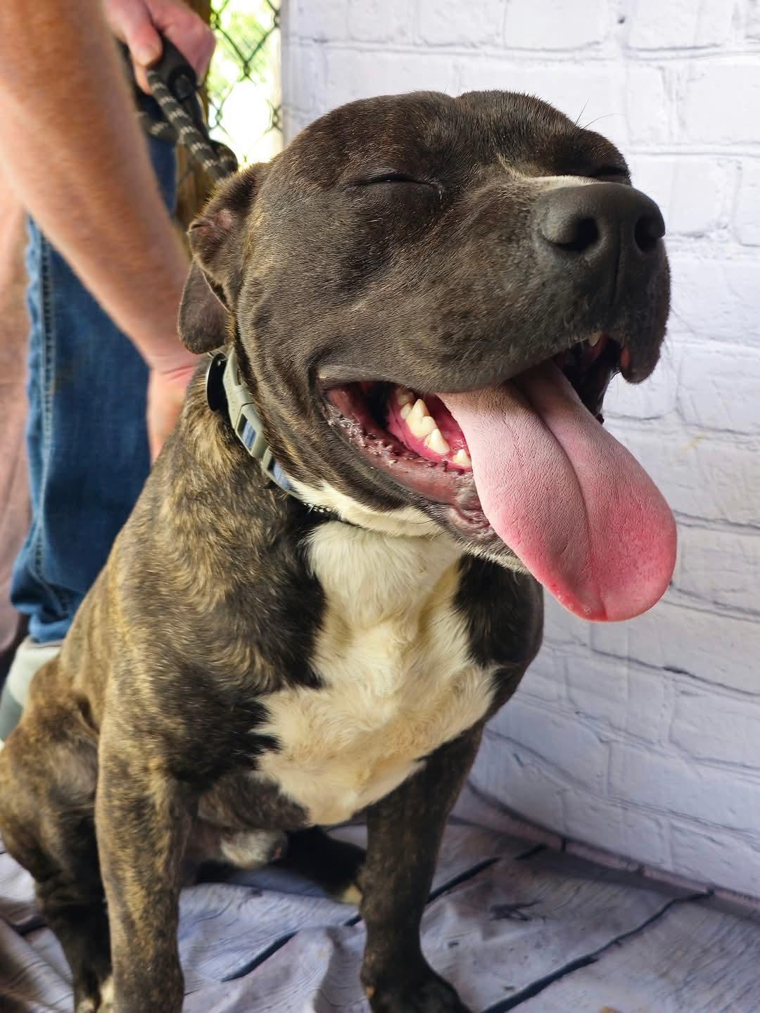 KENT - Adorable Affectionate Playful Boy, Beautiful Golden Brindle coat