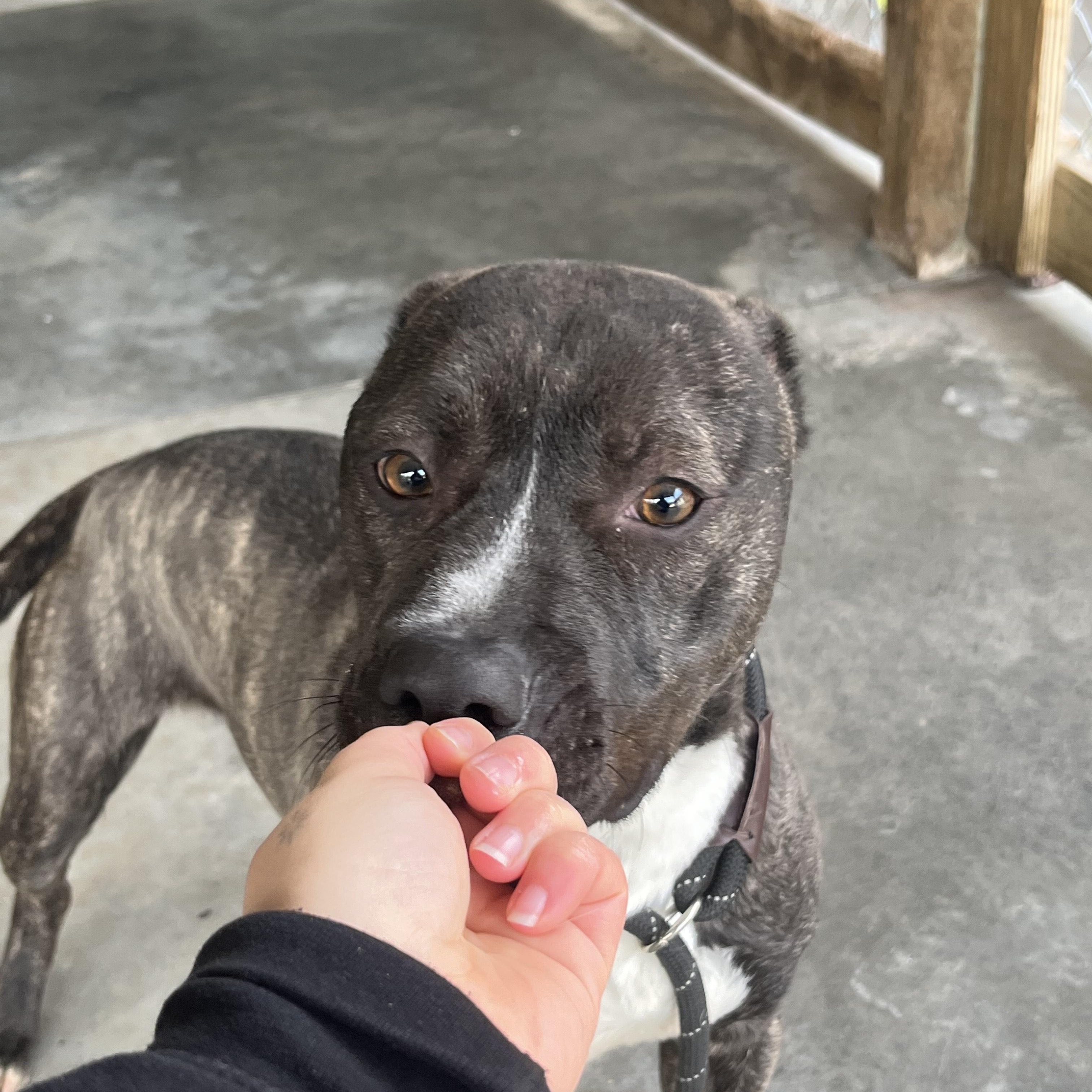 Enlarge KENT - Adorable Affectionate Fun-loving boy!  Very loyal, a Adoptable American Bully in Richmond, VA image 4/6