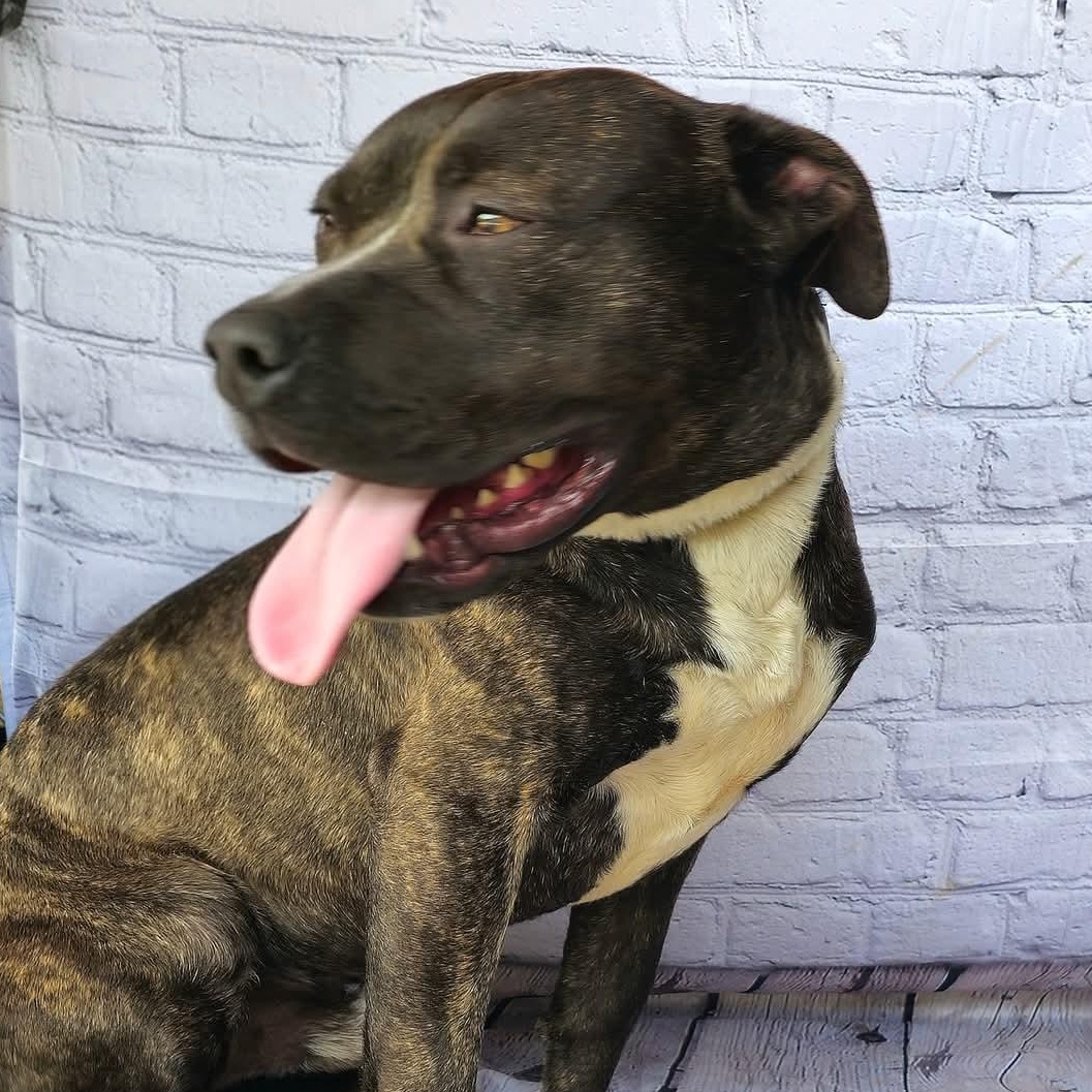 Enlarge KENT - Adorable Affectionate Fun-loving boy!  Very loyal, a Adoptable American Bully in Richmond, VA image 1/6