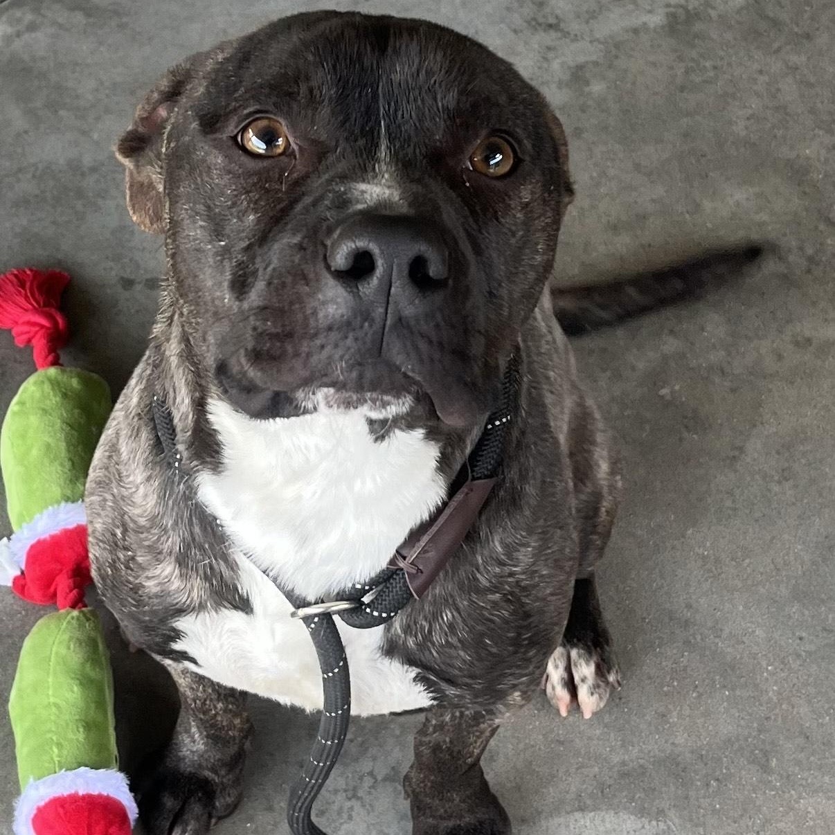 Enlarge KENT - Adorable Affectionate Fun-loving boy!  Very loyal, a Adoptable American Bully in Richmond, VA image 2/6