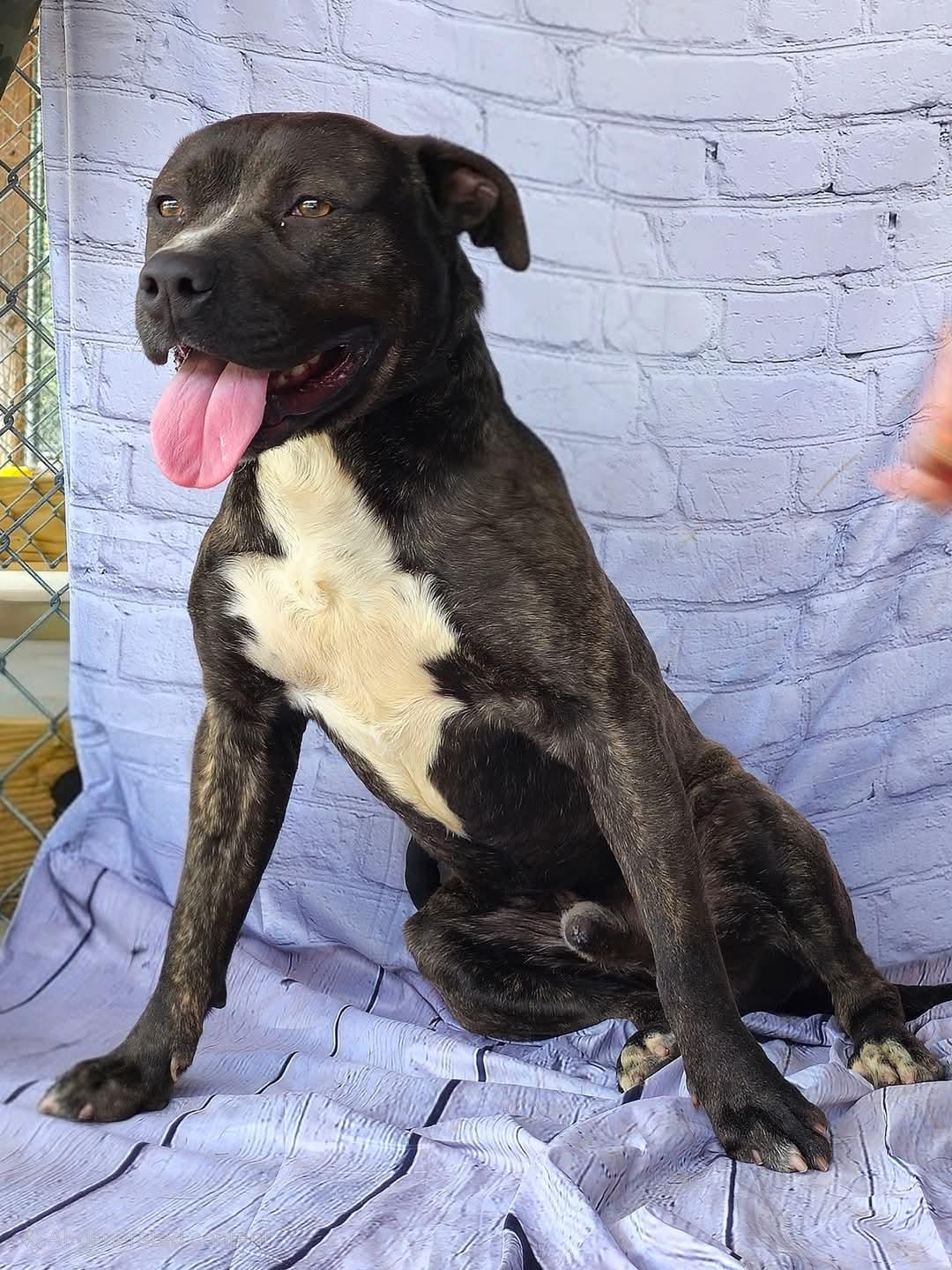 KENT - Adorable Affectionate Playful Boy, Beautiful Golden Brindle coat