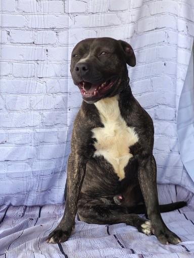 KENT - Adorable Affectionate Playful Boy, Beautiful Golden Brindle coat