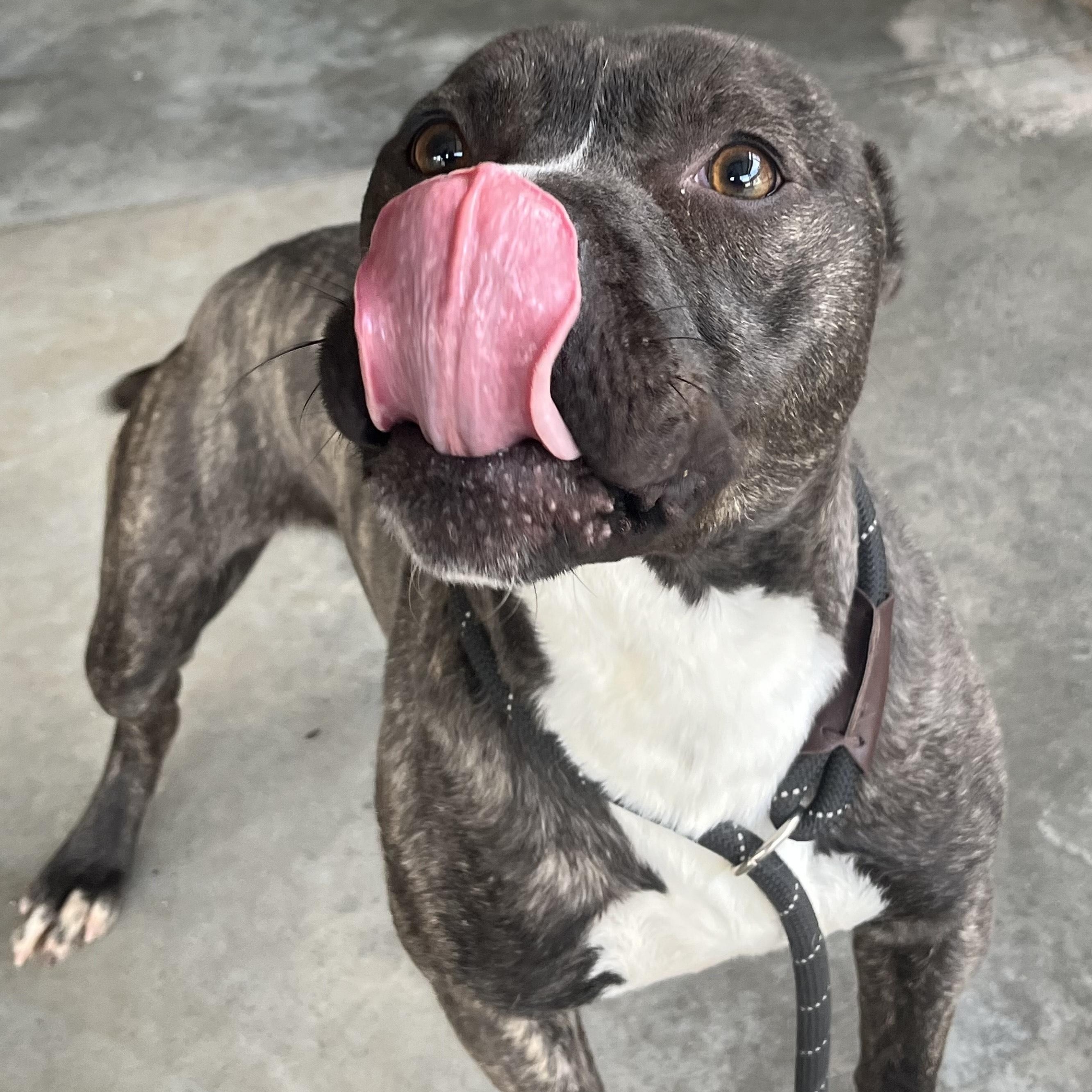 Enlarge KENT - Adorable Affectionate Fun-loving boy!  Very loyal, a Adoptable American Bully in Richmond, VA image 5/6