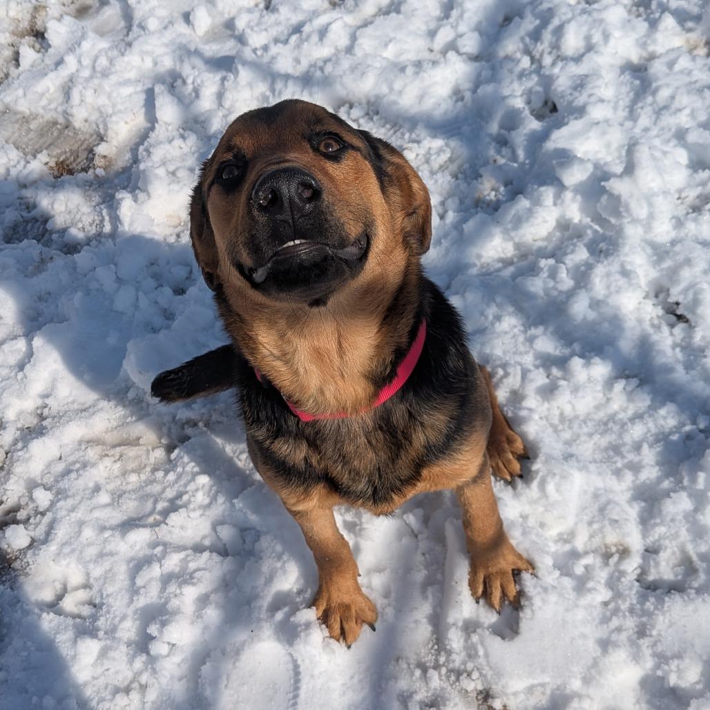 Enlarge Lucky, a Adoptable mixed breed in Tulsa, OK image 1/6