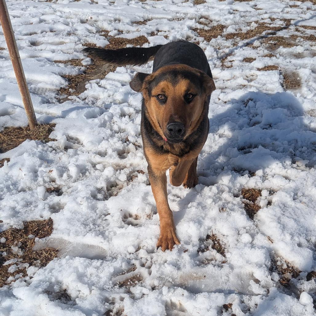 Enlarge Lucky, a Adoptable mixed breed in Tulsa, OK image 2/6