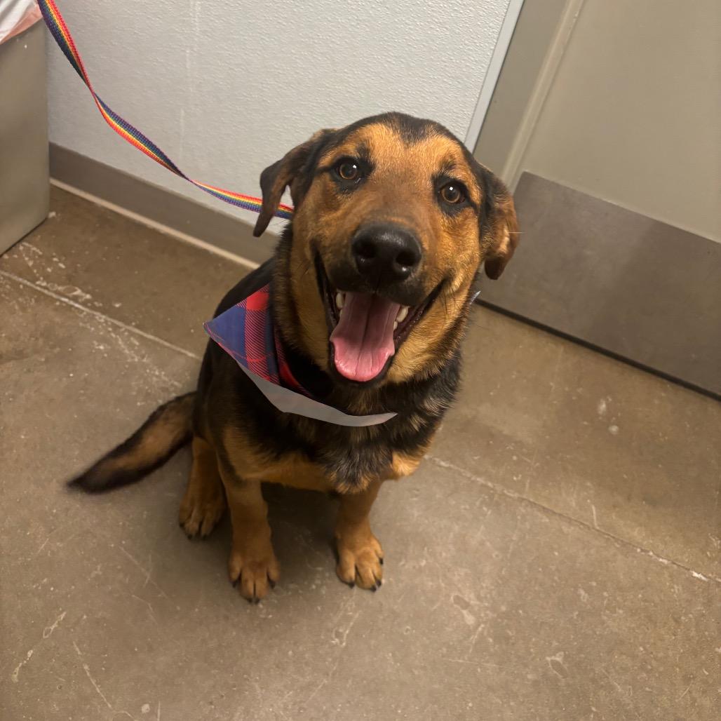 Enlarge Lucky, a Adoptable mixed breed in Tulsa, OK image 3/6