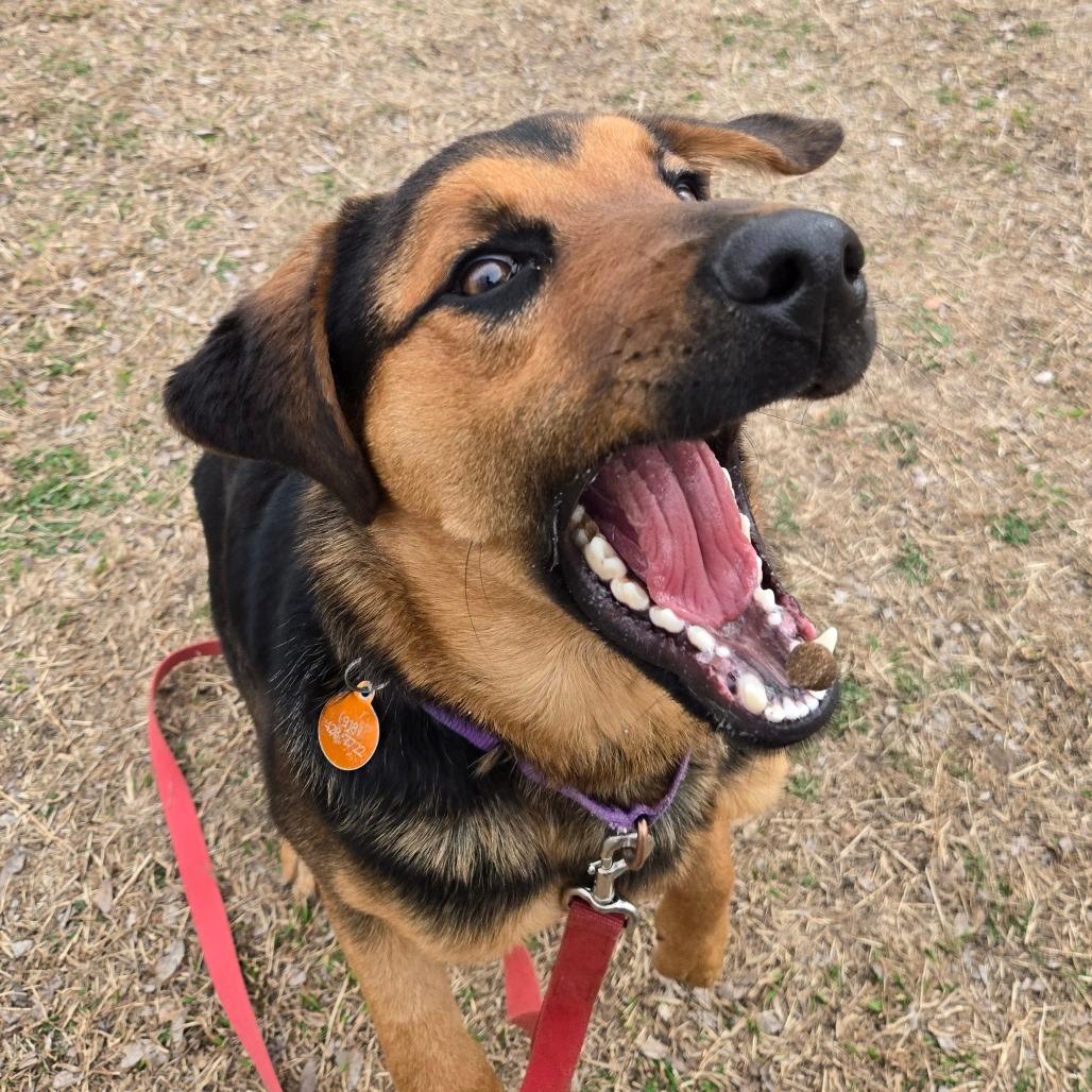Enlarge Lucky, a Adoptable mixed breed in Tulsa, OK image 5/6