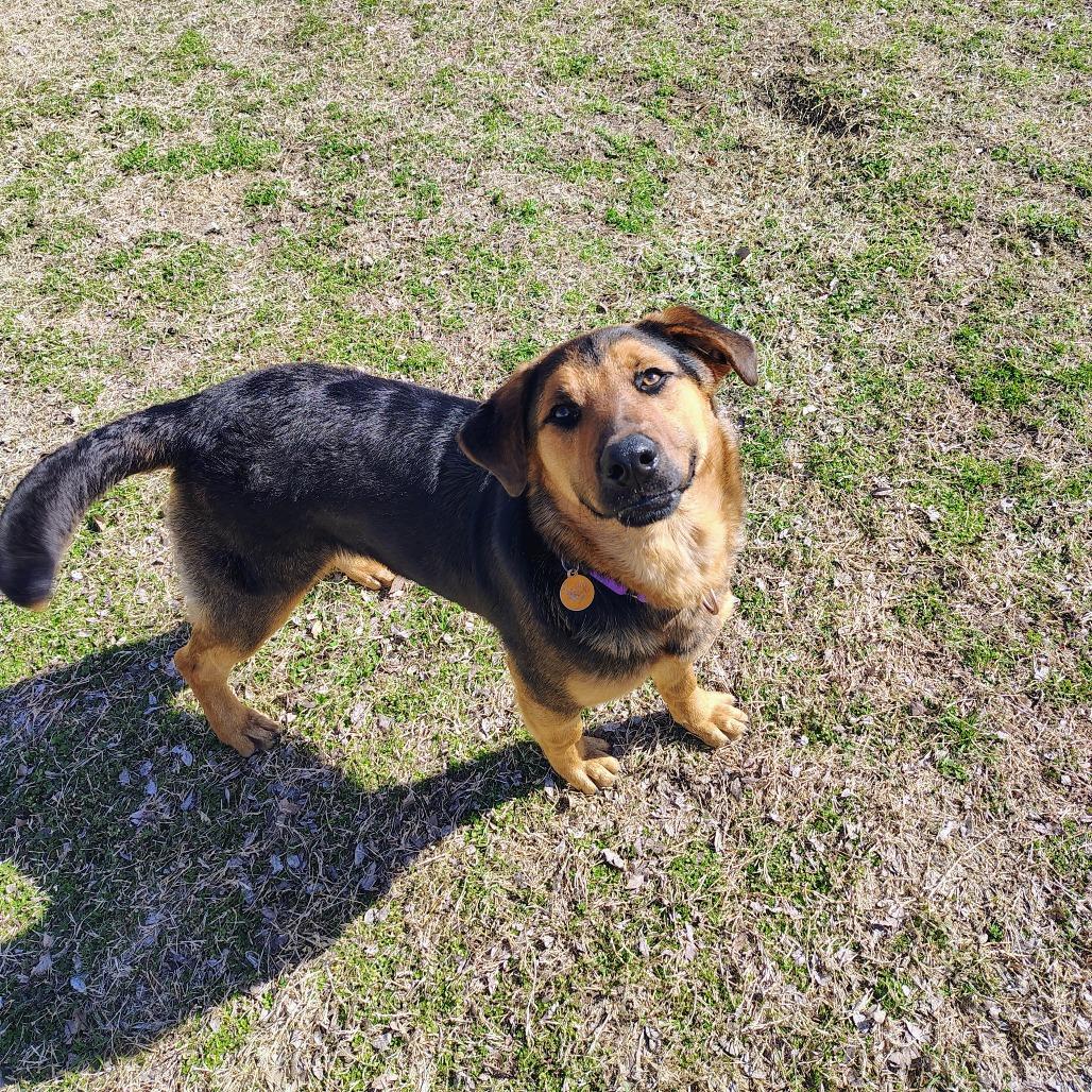 Enlarge Lucky, a Adoptable mixed breed in Tulsa, OK image 6/6