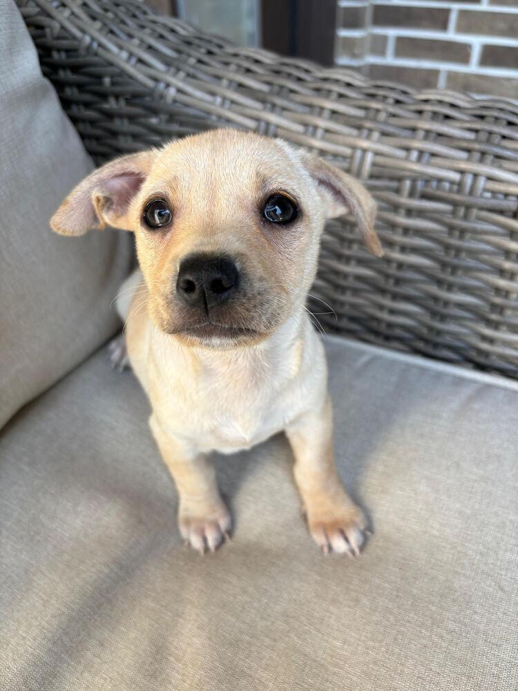 Enlarge Tajin, a Adoptable mixed breed in Cortez, CO image 1/1