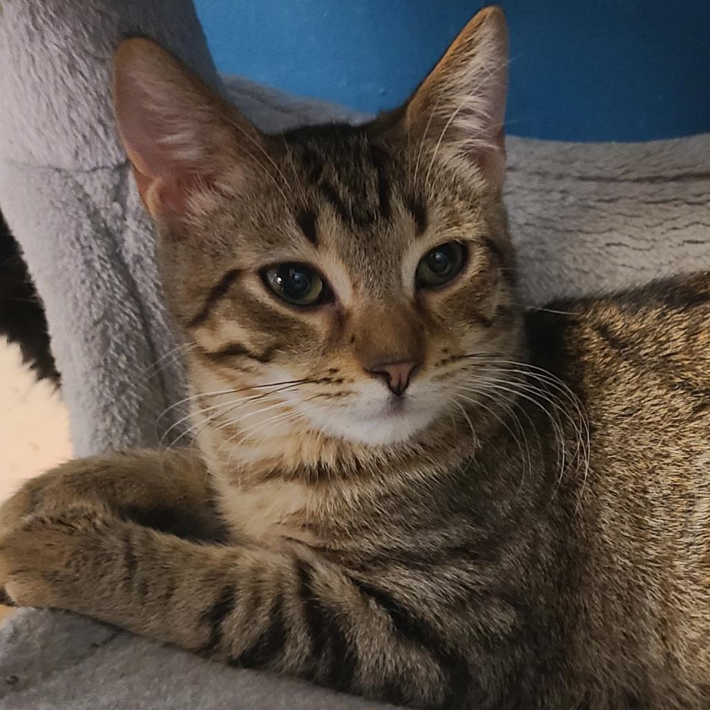 Dart, Adoptable, Young Male Domestic Short Hair.