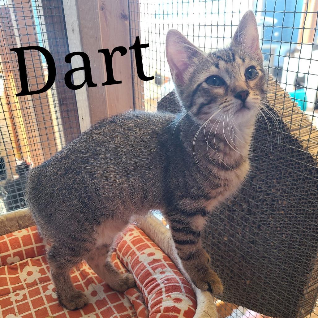 Enlarge Dart, a Adoptable Domestic Short Hair in Frederick, MD image 2/2
