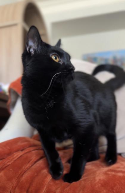 Beanie, Adoptable, Adult Female Domestic Short Hair & Domestic Short Hair.