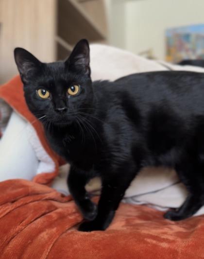 Enlarge Beanie, a Adoptable Domestic Short Hair in Lawrenceville, GA image 2/3