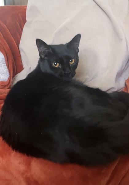 Enlarge Beanie, a Adoptable Domestic Short Hair in Lawrenceville, GA image 3/3