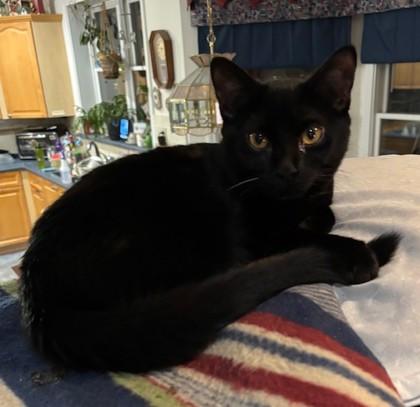 Enlarge Beanie, a Adoptable Domestic Short Hair in Lawrenceville, GA image 1/1