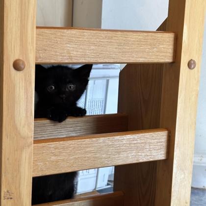 Enlarge Beanie, a Adoptable Domestic Short Hair in Lawrenceville, GA image 1/2