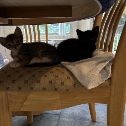 Enlarge Beanie, a Adoptable Domestic Short Hair in Lawrenceville, GA image 2/2