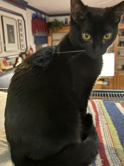 Beanie, Adoptable, Adult Female Domestic Short Hair & Domestic Short Hair.