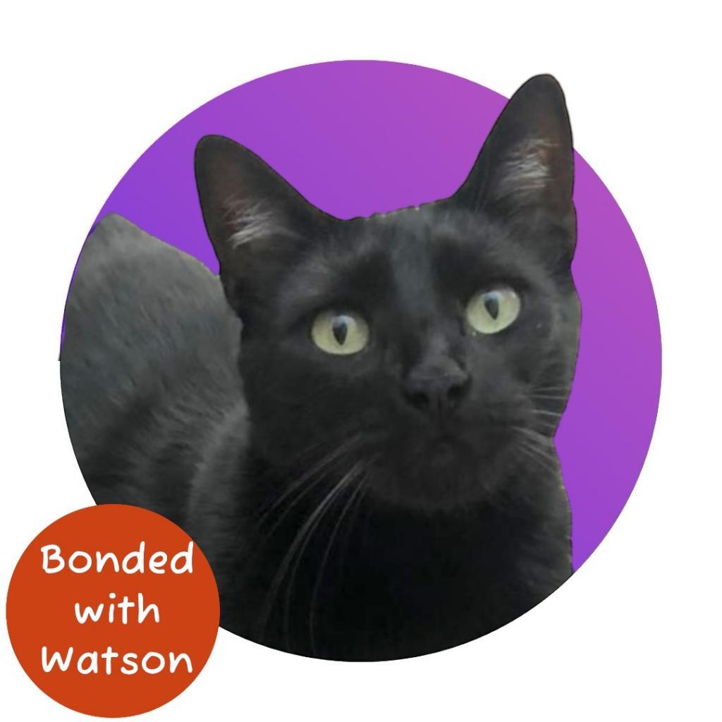 Enlarge Chip, a Adoptable Domestic Short Hair in Pacific Grove, CA image 1/6