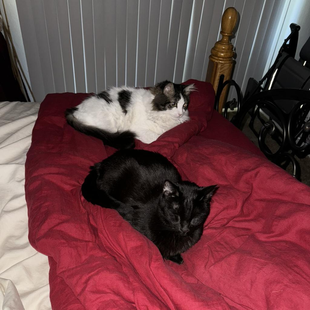 Enlarge Chip, a Adoptable Domestic Short Hair in Pacific Grove, CA image 2/6