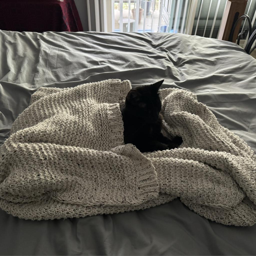 Enlarge Chip, a Adoptable Domestic Short Hair in Pacific Grove, CA image 3/6