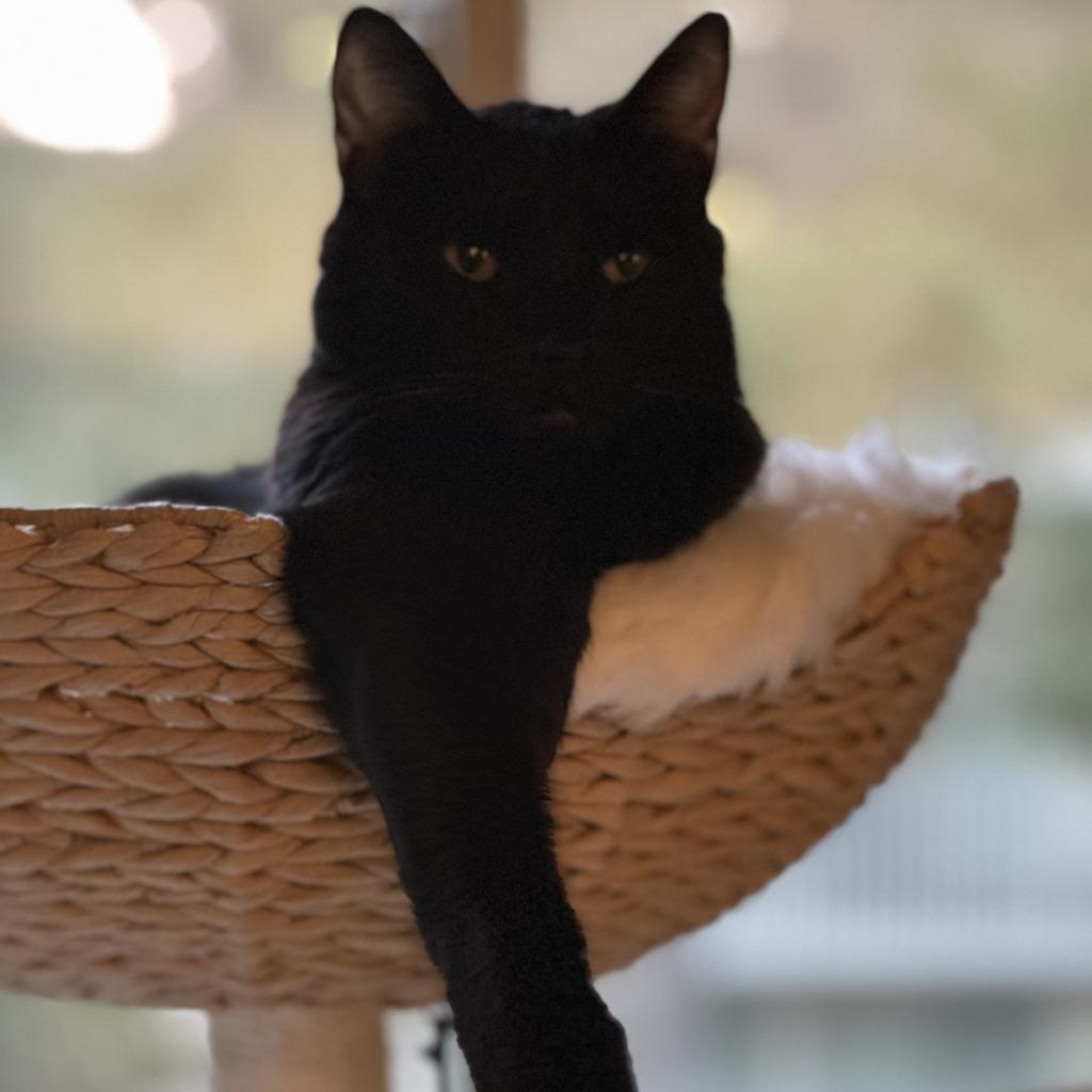 Enlarge Chip, a Adoptable Domestic Short Hair in Pacific Grove, CA image 4/6