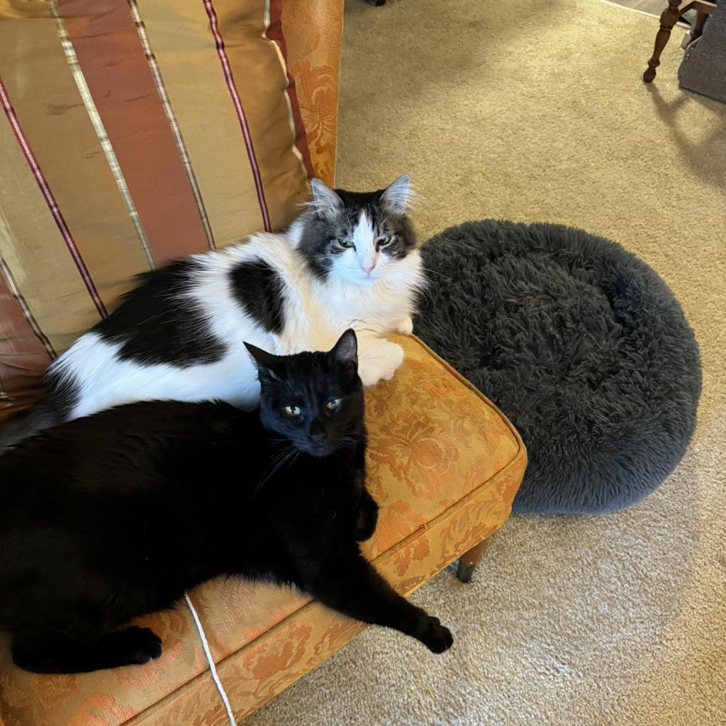 Enlarge Chip, a Adoptable Domestic Short Hair in Pacific Grove, CA image 5/6