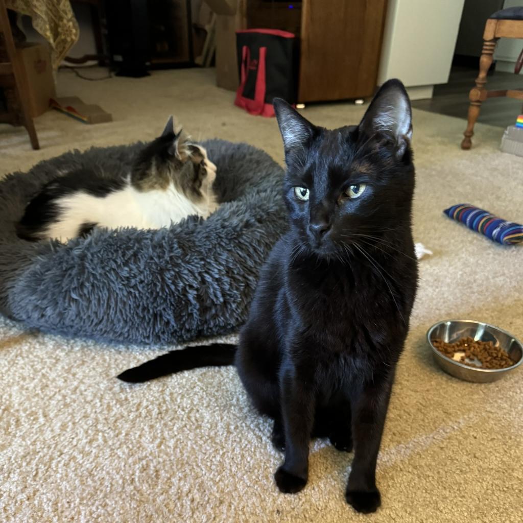 Enlarge Chip, a Adoptable Domestic Short Hair in Pacific Grove, CA image 6/6