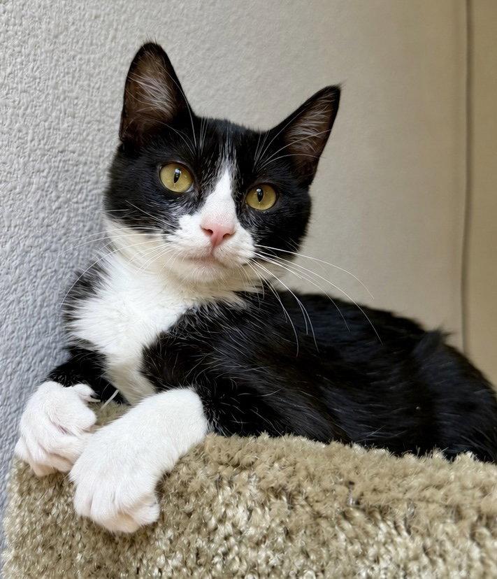 Pepper - CCC, Adopted, Kitten Female Domestic Short Hair & Tuxedo.