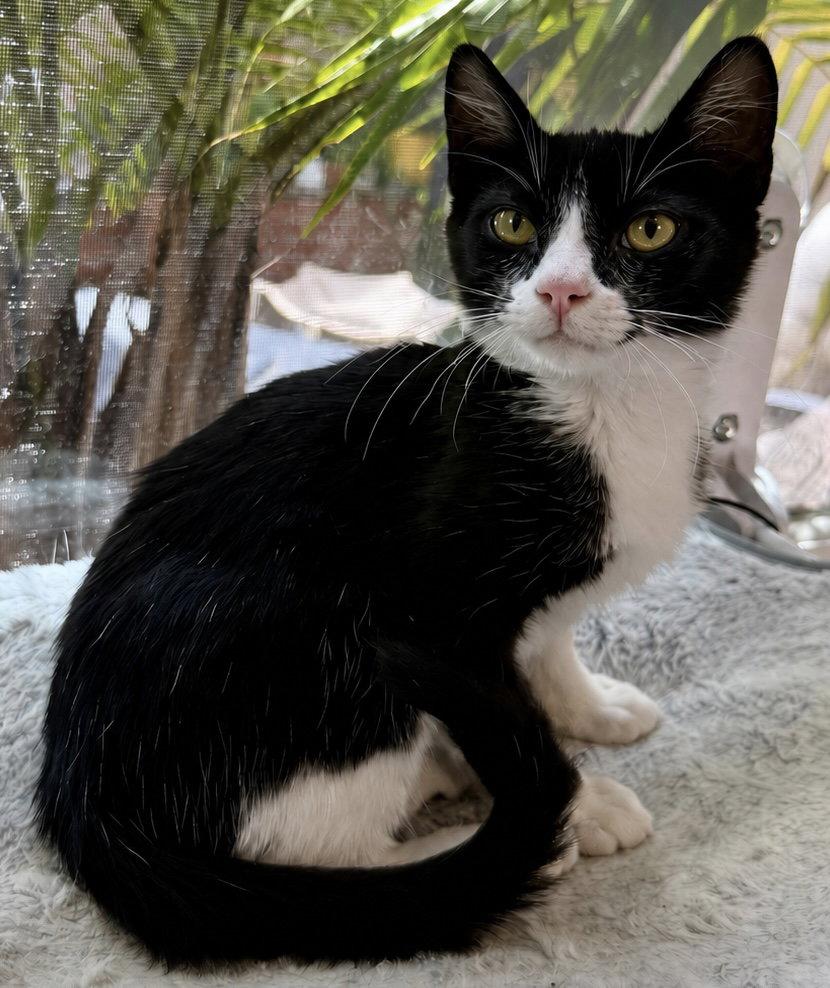 Enlarge Pepper - CCC, a Adopted mixed breed in San Luis Obispo, CA image 2/3