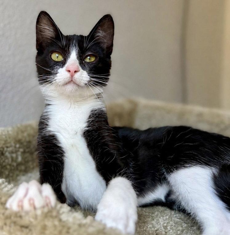 Enlarge Pepper - CCC, a Adopted mixed breed in San Luis Obispo, CA image 3/3