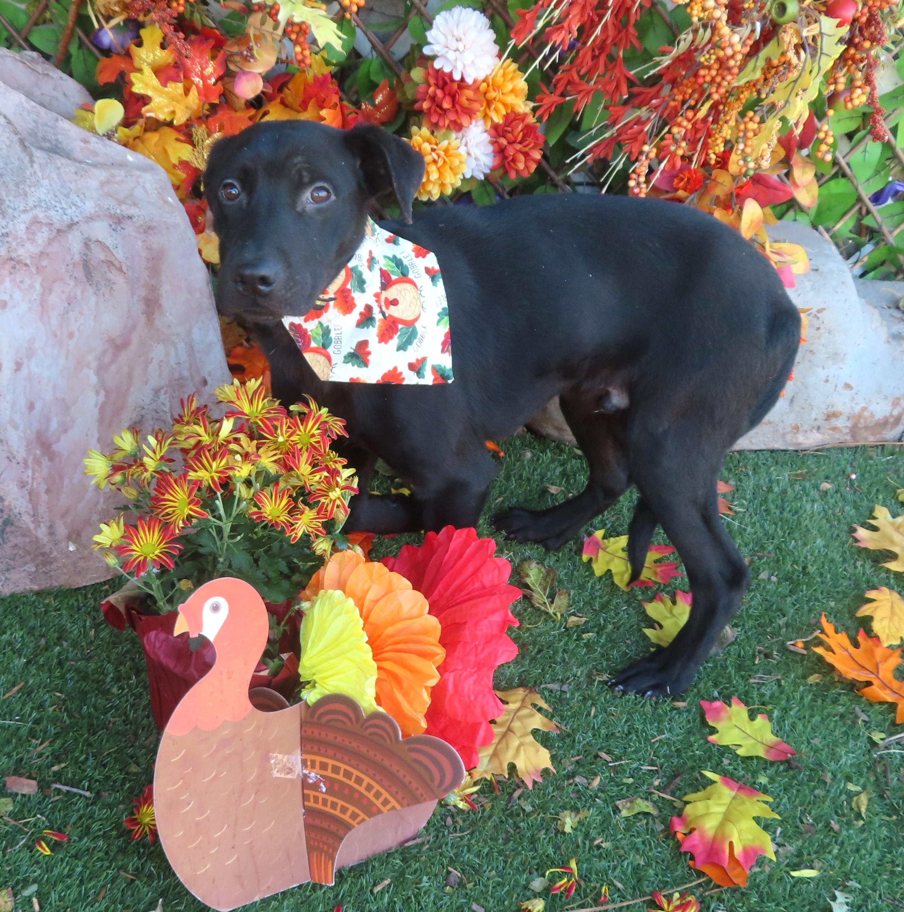 KEY 463536 SuperDuperPUP!ReadyForAdoption